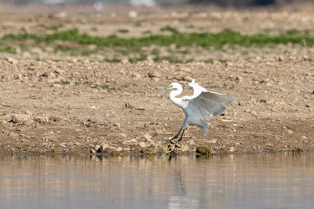 Western Reef-Heron
